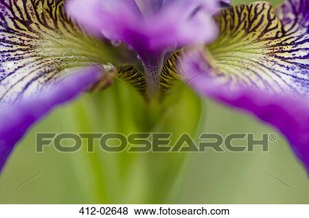 Close up of iris flower View Large Photo Image Stock Photo - Close up of iris flower. Fotosearch