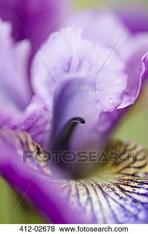 Close up of iris flower View Large Photo Image Stock Photo - Close up of iris flower. Fotosearch