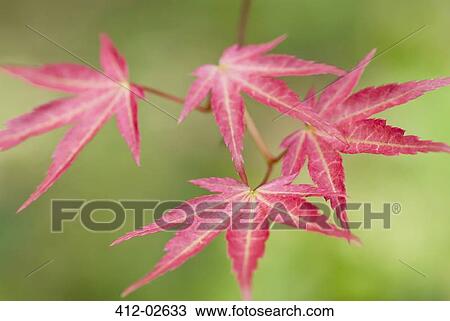 Stock Image - Close up of Japanese maple leaves. Fotosearch