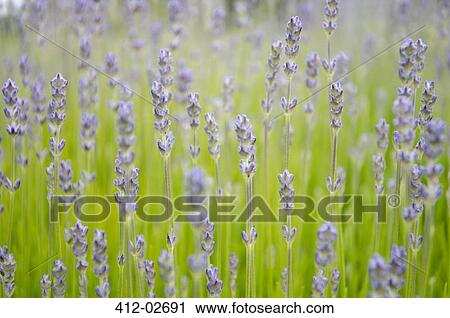 Close up of lavender growing in field View Large Photo Image Stock Image - Close up of lavender growing in field. Fotosearch