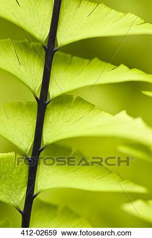 Stock Photo - Close up of maidenhair fern stalk. Fotosearch