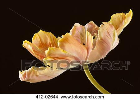 Close up of parrot tulip flower View Large Photo Image Picture - Close up of parrot tulip flower. Fotosearch