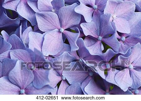 Stock Image - Close up of purple hydrangea flowers. Fotosearch