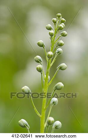 Close up of spring buds on stalk View Large Photo Image Stock Image - Close up of spring buds on stalk. Fotosearch