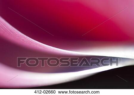 Stock Image - Close up of tulip petals. Fotosearch