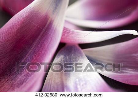 Stock Image - Close up of tulip petals. Fotosearch