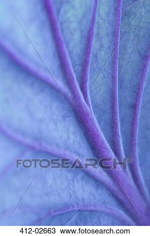 Stock Image - Close up of veins in cabbage leaf. Fotosearch