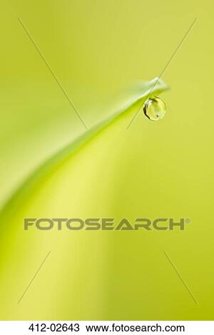 Close up of water droplet on leaf View Large Photo Image Stock Image - Close up of water droplet on leaf. Fotosearch