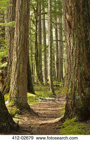 Dirt path in forest View Large Photo Image Stock Photo - Dirt path in forest. Fotosearch