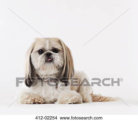 Dog laying on floor View Large Photo Image Picture - Dog laying on floor. Fotosearch