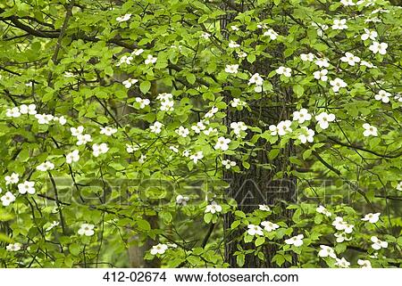 Dogwood flowers growing on tree View Large Photo Image Picture - Dogwood flowers growing on tree. Fotosearch