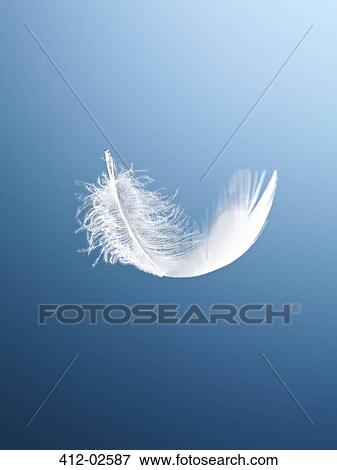 Feather floating on blue background View Large Photo Image Stock Photo - Feather floating on blue background. Fotosearch