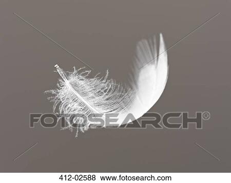 Feather floating on gray background View Large Photo Image Stock Photo - Feather floating on gray background. Fotosearch