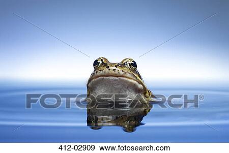 Frog peeking out of water View Large Photo Image Stock Photo - Frog peeking out of water. Fotosearch