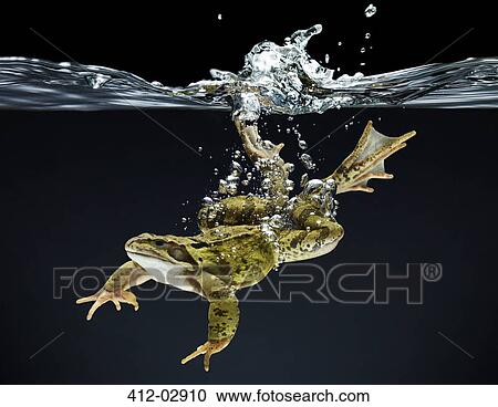 Frog swimming underwater View Large Photo Image Stock Image - Frog swimming underwater. Fotosearch