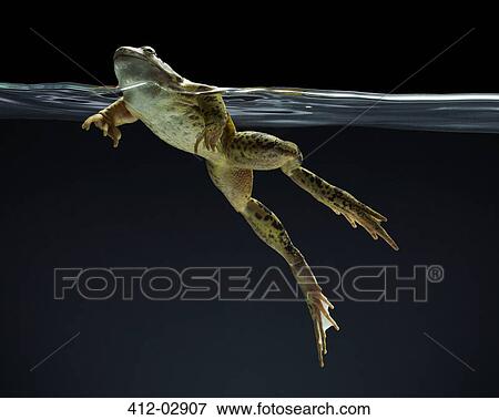 Stock Photo - Frog swimming underwater. Fotosearch