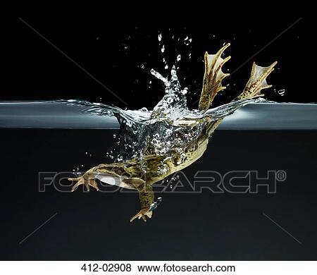 Frog swimming underwater View Large Photo Image Stock Photo - Frog swimming underwater. Fotosearch