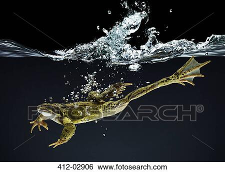 Stock Photograph - Frog swimming underwater. Fotosearch