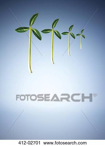 Stock Image - Illustration of leaves and stalks in pinwheel shape. Fotosearch