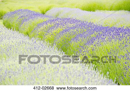 Lavender flowers growing in field View Large Photo Image Stock Photo - Lavender flowers growing in field. Fotosearch