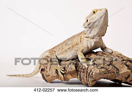Stock Photo - Lizard crawling on log. Fotosearch