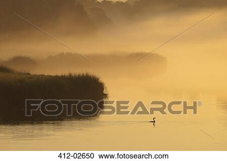Silhouette of plants and bird in marsh View Large Photo Image Stock Image - Silhouette of plants and bird in marsh. Fotosearch