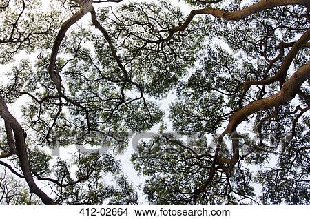 Silhouette of tree canopy View Large Photo Image Picture - Silhouette of tree canopy. Fotosearch
