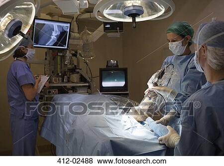 Surgeons at work in veterinary operating theater View Large Photo Image Stock Photo - Surgeons at work in veterinary operating theater. Fotosearch