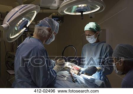 Stock Photograph - Surgeons at work in veterinary operating theater. Fotosearch
