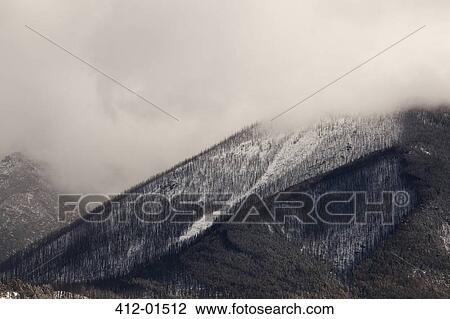 Trees growing on snowy mountainside View Large Photo Image Stock Image - Trees growing on snowy mountainside. Fotosearch