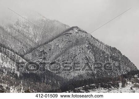 Trees growing on snowy mountainside View Large Photo Image Stock Photo - Trees growing on snowy mountainside. Fotosearch
