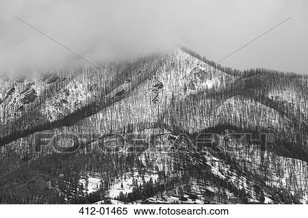 Trees growing on snowy mountainside View Large Photo Image Stock Photography - Trees growing on snowy mountainside. Fotosearch
