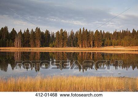 Trees reflected in still lake View Large Photo Image Stock Photo - Trees reflected in still lake. Fotosearch