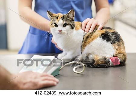 Veterinarian examining cat in vet's surgery View Large Photo Image Stock Photo - Veterinarian examining cat in vet's surgery. Fotosearch