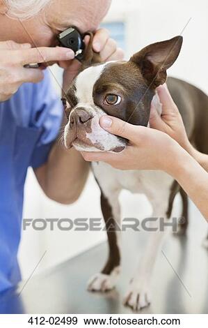 Veterinarian examining dog in vet's surgery View Large Photo Image Stock Photo - Veterinarian examining dog in vet's surgery. Fotosearch