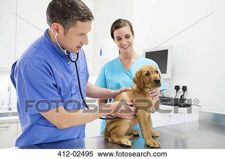 Stock Photography - Veterinarian examining dog in vet's surgery. Fotosearch
