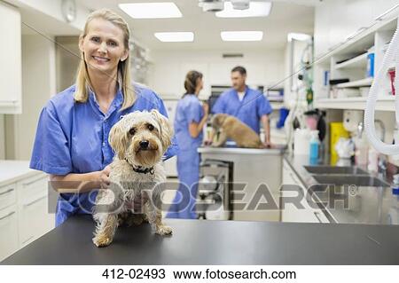 Veterinarian smiling with dog in vet's surgery View Large Photo Image Stock Image - Veterinarian smiling with dog in vet's surgery. Fotosearch