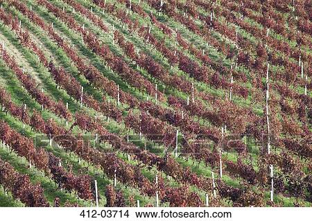 Aerial view of vineyards View Large Photo Image Picture - Aerial view of vineyards. Fotosearch