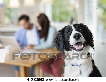 Dog panting in kitchen View Large Photo Image Stock Image - Dog panting in kitchen. Fotosearch