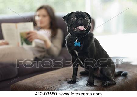Stock Image - Panting dog sitting on ottoman. Fotosearch
