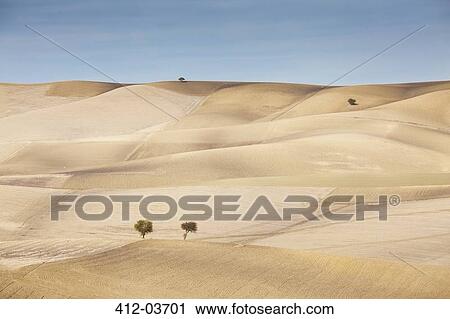 Stock Image - Trees growing in dry rural landscape. Fotosearch