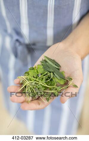 Woman holding handful of herbs View Large Photo Image Stock Photo - Woman holding handful of herbs. Fotosearch