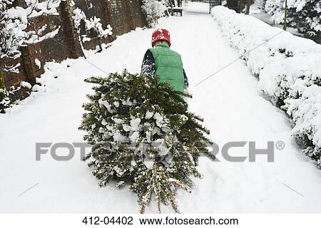 Boy dragging Christmas tree down street View Large Photo Image Stock Image - Boy dragging Christmas tree down street. Fotosearch