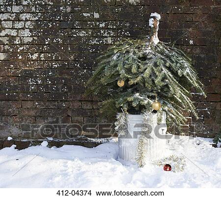 Christmas tree in trash can outdoors View Large Photo Image Picture - Christmas tree in trash can outdoors. Fotosearch