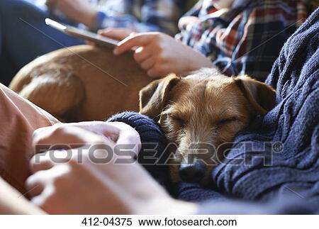 Dog sleeping on owners? lap View Large Photo Image Stock Photography - Dog sleeping on owners? lap. Fotosearch