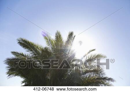 Palm tree against blue sky View Large Photo Image Stock Photo - Palm tree against blue sky. Fotosearch
