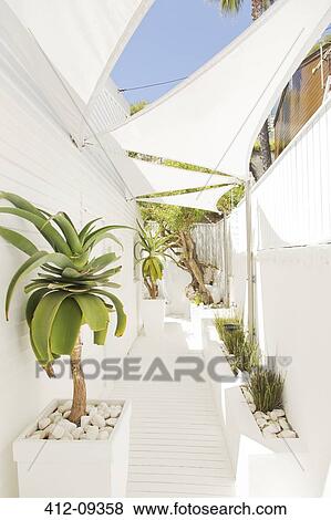 Tropical plants along modern walkway View Large Photo Image Stock Photo - Tropical plants along modern walkway. Fotosearch