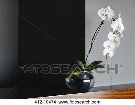 Orchids in vase on counter View Large Photo Image Picture - Orchids in vase on counter. Fotosearch