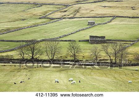 Stock Photography - Sheep grazing in rural fields. Fotosearch