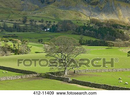Tree in green pastures in rural landscape View Large Photo Image Stock Photo - Tree in green pastures in rural landscape. Fotosearch